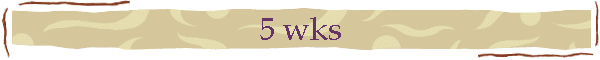 5 wks